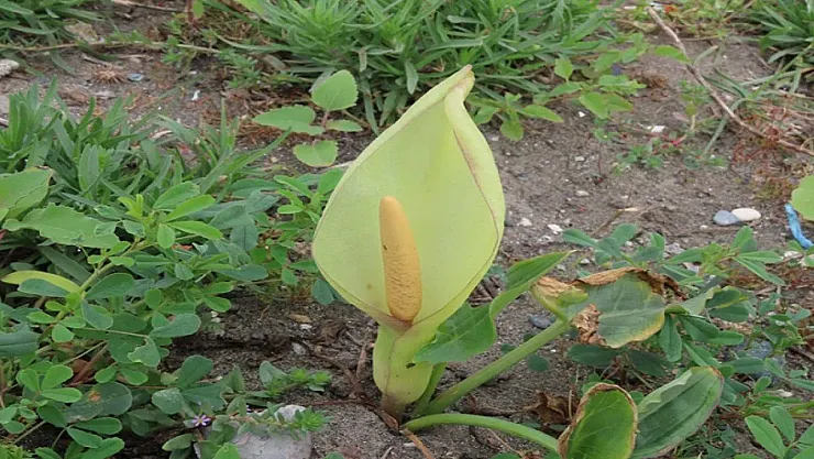 Hatay'da Dünyada Eşi Benzeri Olmayan Bitki Türü Keşfedildi