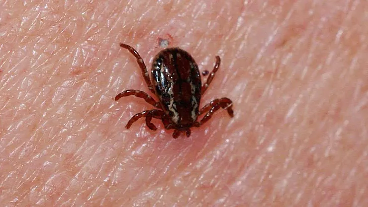 Kayseri'de kene alarmı: Tomarza'da ikinci vaka paniği