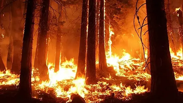 Orman yangını en çok hangi bölgelerde görülür?
