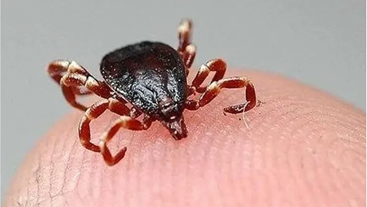 Sivas'ta Kırım Kongo alarmı: 8 vakadan biri hayatını kaybetti