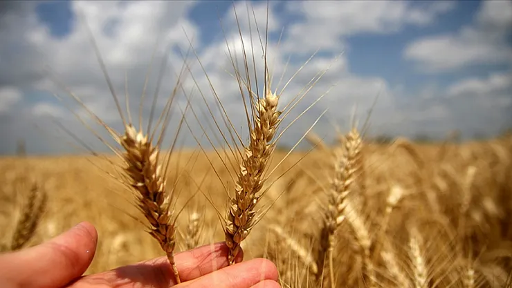 TMO 2025 buğday alım fiyatlarını açıkladı: Çiftçinin eline ne geçecek?
