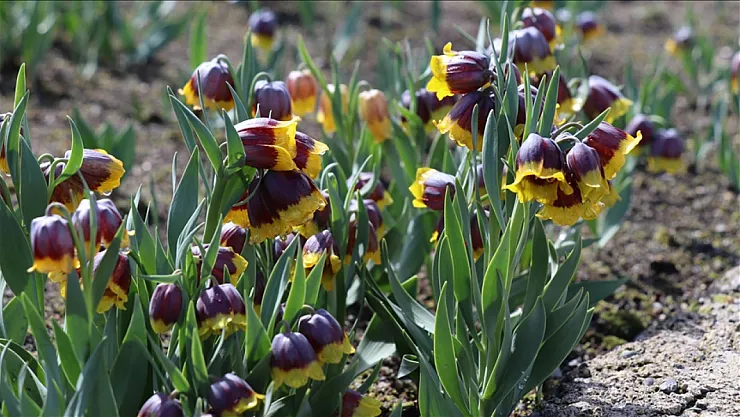 Türkiye'de 2116 yerli bitki çeşidi tescil edildi