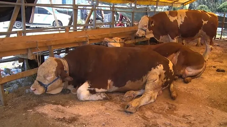 Türkiye genelinde Şap alarmı: 81 ilde hayvan pazarları geçici kapatıldı