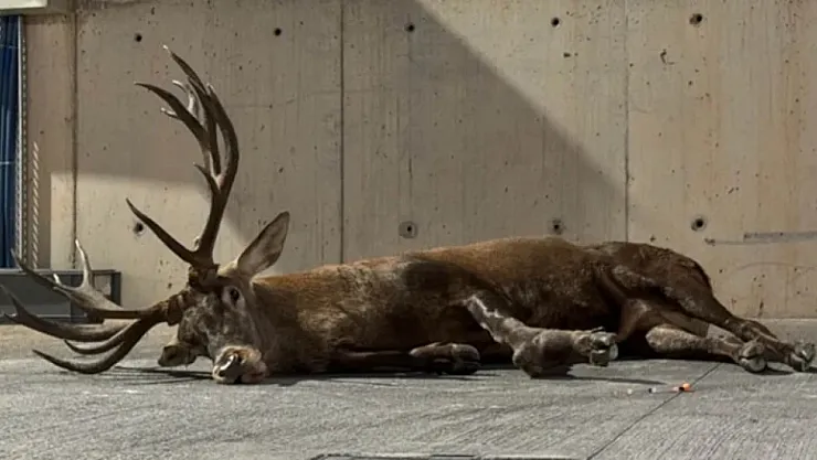 Yaralı geyik ne anlama gelir?