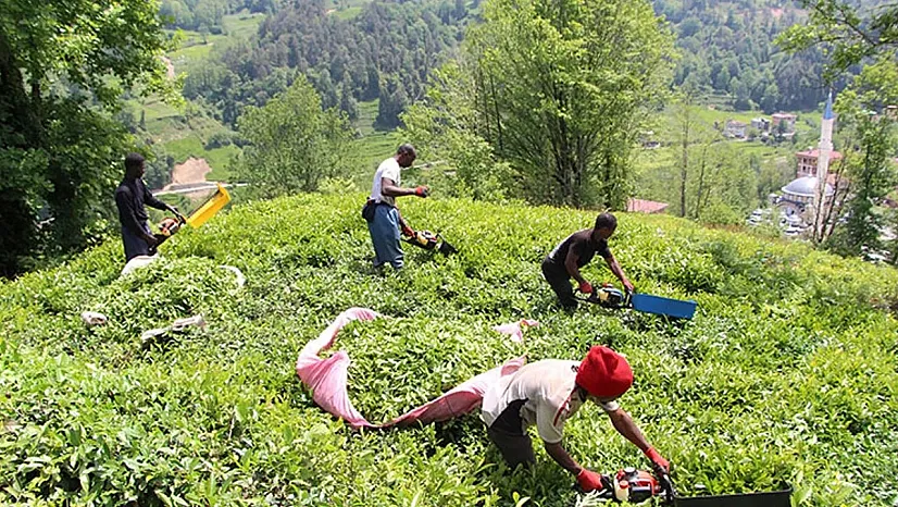 ÇAYKUR 1500 işçi alımı kuraları ne zaman çekilecek?