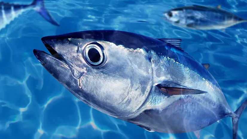 Somon balığının özelliği nedir?